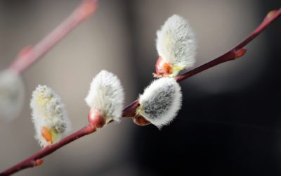 Osallistu Toimintakeskus Oodin ryhmiin puhelimella tai etäyhteyden kautta